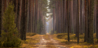 Toimetuse veerg: Rebime ennast raamidest välja!