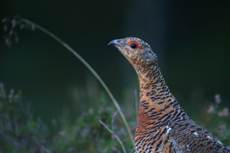 Remo Savisaar: “Metsisekana portree”