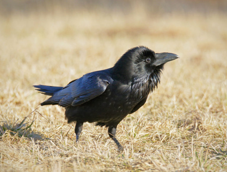 Sigma 150-600mm Sports on hea kompromiss