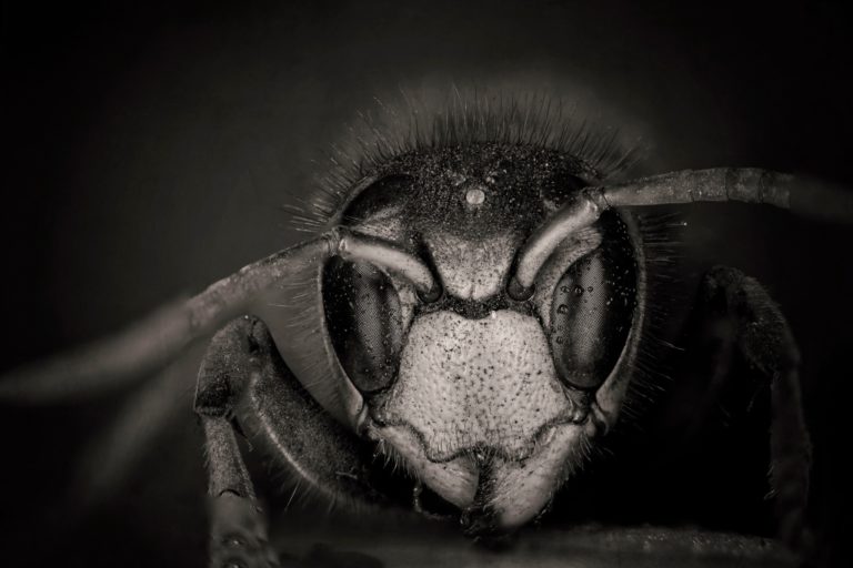 Nädalafoto autor on Janek Lass: “Koletis makromaailmast” Nädalafoto autor on Janek Lass: “Koletis makromaailmast”