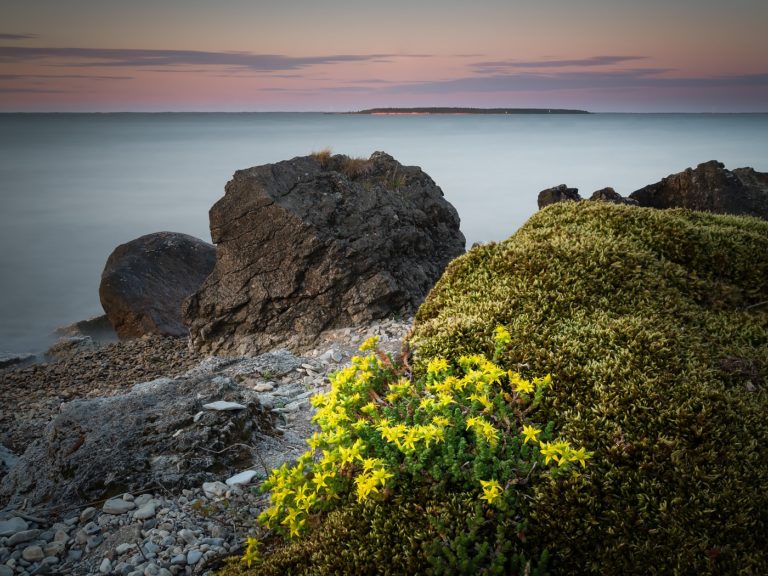 Arbo Rae annab nõu – kuidas teha fookuskuhja?