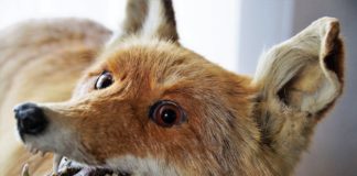 Fotograafide äpardused: rebasetopis ja alasti vetelpäästja