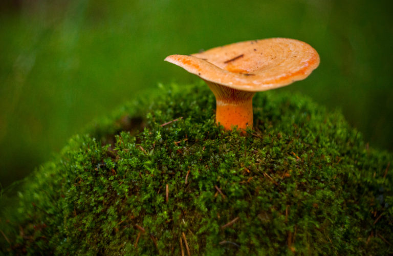 Kairo Kiitsaku ilmateade: ilm on räbal, metsaalune ootab!