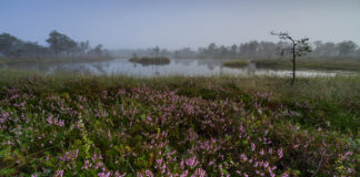 Andrei Reinoli pildilugu vol 2: “Rabasaarte lugu”