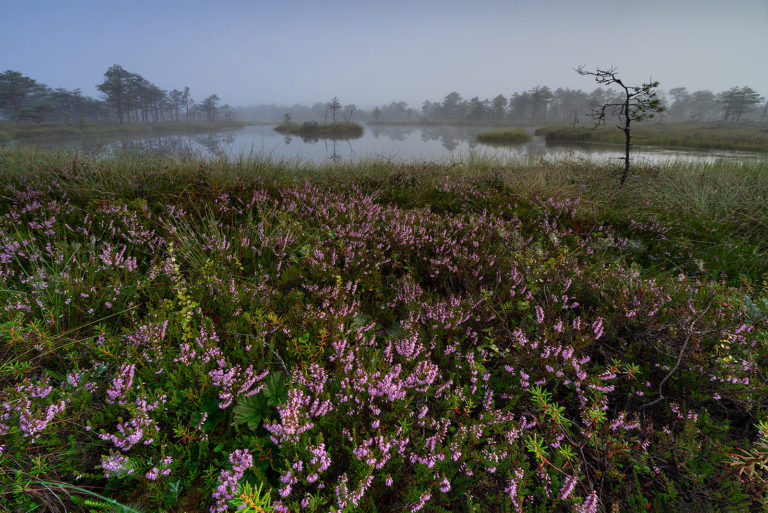 Andrei Reinoli pildilugu vol 2: “Rabasaarte lugu” Andrei Reinoli pildilugu vol 2: “Rabasaarte lugu”