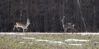 Purunenud unistused: miks pildimüük kiratseb?