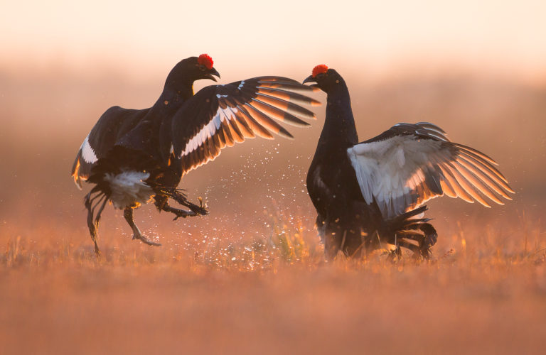 Loodusfotograaf Ingmar Muusikus: “Tedremäng”