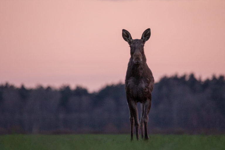 Uve-Rain Uusrand ja tema “Hetked põtradega” Uve-Rain Uusrand ja tema “Hetked põtradega”