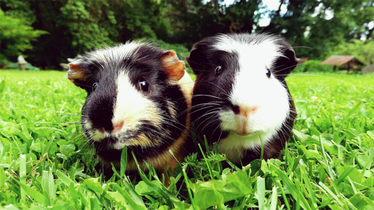 Jaak Nilsoni 10 nippi, kuidas teha parem nutifoto Jaak Nilsoni 10 nippi, kuidas teha parem nutifoto