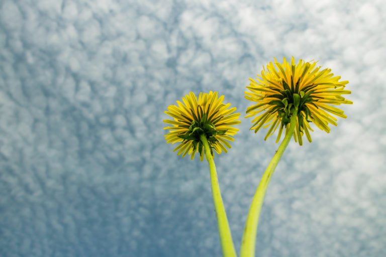 Nippe lillepildistajale – kuidas ilu kaamerasse püüda Nippe lillepildistajale – kuidas ilu kaamerasse püüda