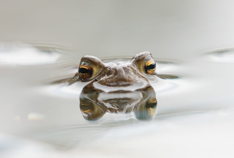 Nädalagalerii autor on Monika De Oliveira: “Konnad ja prints!”