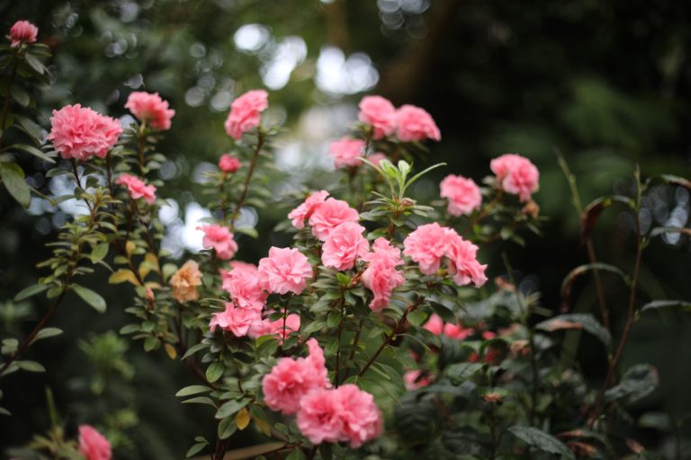 Täna algas uus fotokonkurss „Imekaunis botaanika“ Täna algas uus fotokonkurss „Imekaunis botaanika“