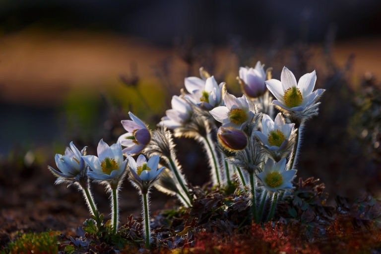 Vaata botaanikafoto konkursi võitjaid (ja uue konkursi eelinfot)! Vaata botaanikafoto konkursi võitjaid (ja uue konkursi eelinfot)!