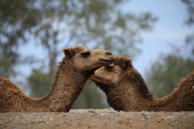 9 praktilist soovitust loomaaias pildistamiseks 9 praktilist soovitust loomaaias pildistamiseks