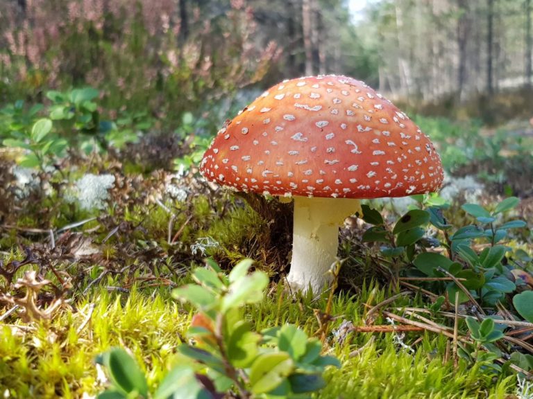 Jaak Nilson: “Metsas pildistades ära passi ainult maha!” Jaak Nilson: “Metsas pildistades ära passi ainult maha!”