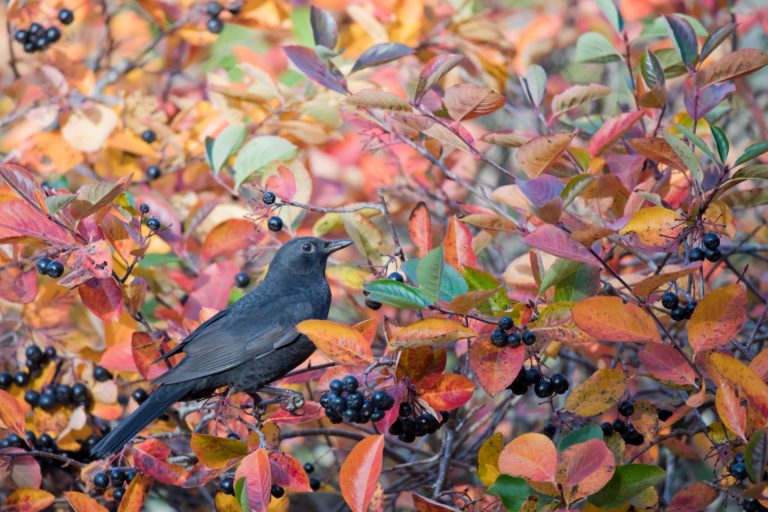 Algas fotokonkursi “Sügisvärvid” publiku hääletamine! Algas fotokonkursi “Sügisvärvid” publiku hääletamine!