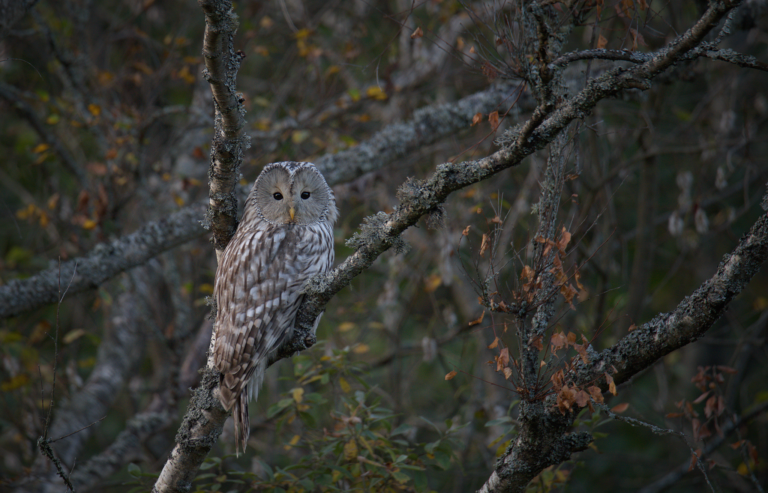 79. Milline teravustamisrežiim kõlbab ja milline mitte? 79. Milline teravustamisrežiim kõlbab ja milline mitte?