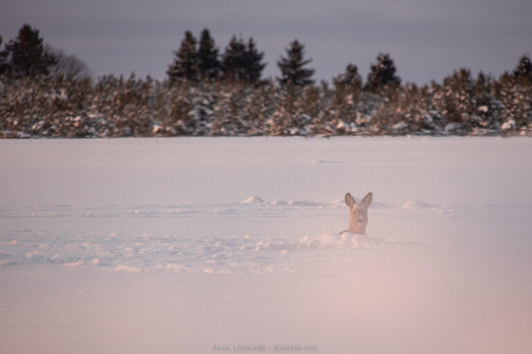 Janek Laanemäe pildilugu: “Metskitsede magamistuba”