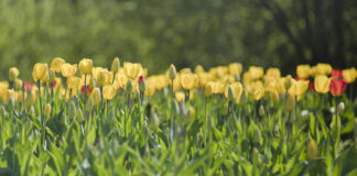 Millises fotožanris teevad naised meestele pika puuga ära?