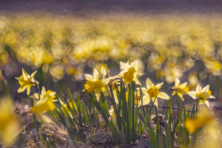 Vihje kevadkonkursil osalejele: lilled ja seebimullid