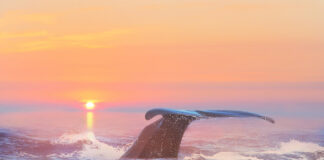 Kas ma olen fotograaf, kollektsionäär või pikslipede?