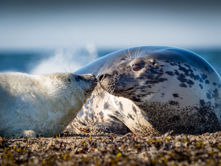 Kevadfoto konkursil võidutsesid tuntud pildimeistrid!