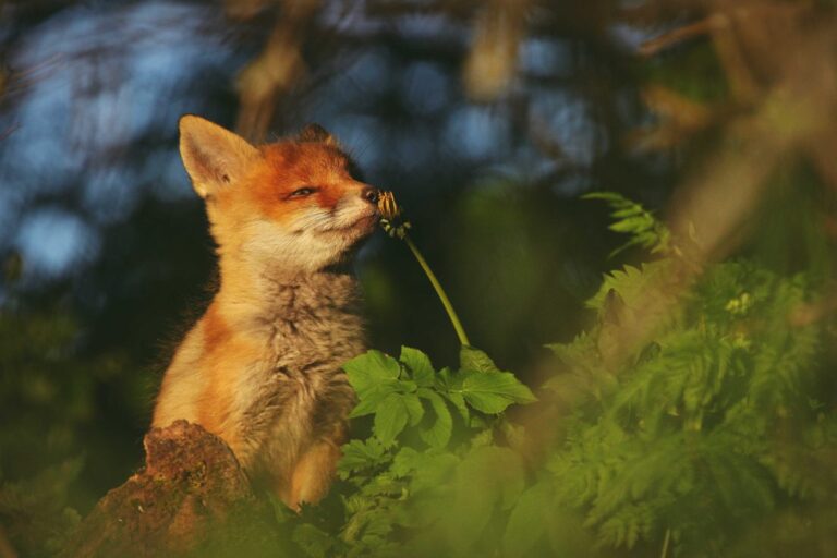 Järvselja juubeli puhul algas metsateemaline fotokonkurss!