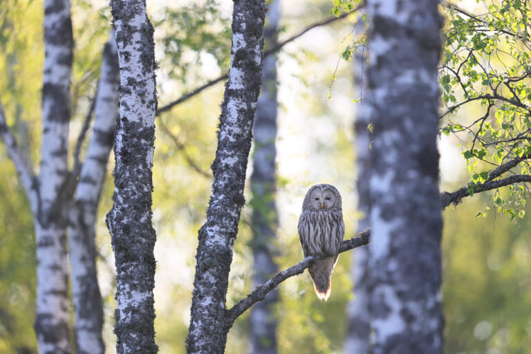 Metsafotokonkursil noppis Remo Savisaar topeltvõidu