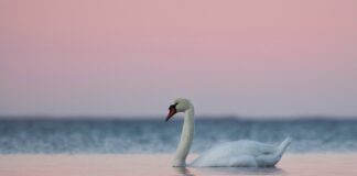 98. Neli lihtsat soovitust, kuidas fotod huvitavamaks muuta