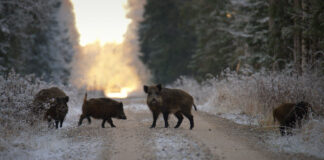 Priit Tammjärv: “Kuidas ma taaskord metslooma pildile sain?”