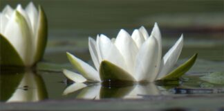 100. Levinud põhjus, miks algajate fotod kiiva kisuvad