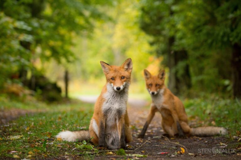 Sten Sinialliku pildilugu: „Rebased käisid fotosessioonil!“
