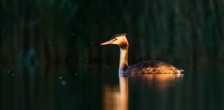 Karl Jakob Toplaan varjes pildistamisest: „Ärkasin vees!“