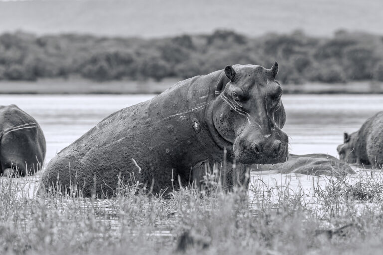 Suur galerii: Sansibari paradiis ja safari Tansaanias