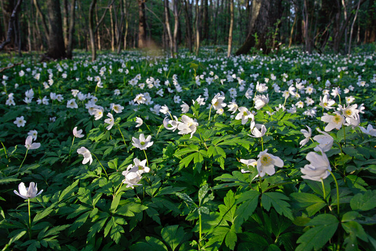 Algas kevadlõhnaline fotokonkurss “Lilleline kevad”