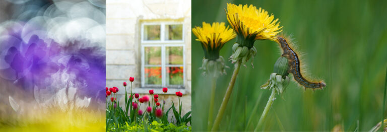 Kevadise fotokonkursi peavõidu tõi tulpide peegeldus