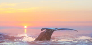 Millal ja kellele sobib turismifoto, millal aga fototurism?