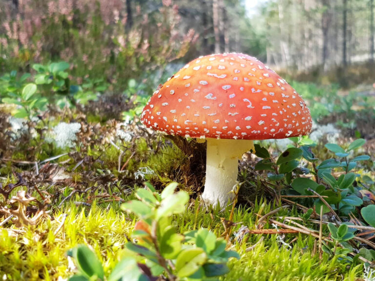 Algas sügisvärvide fotokonkurss – vaata ka uusi kategooriaid!