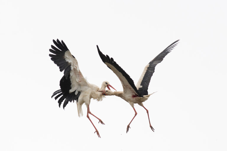 Pilt kaklusest tõi Eesti Looduse fotovõistlusel peavõidu