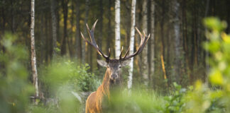 Sügis Hiiumaal: Punahirvede pulmaaeg algab