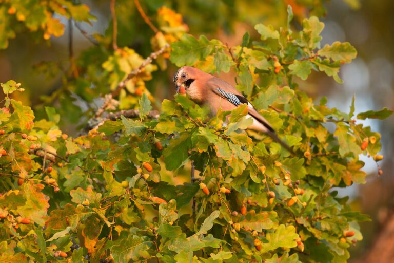 Ingmar Muusikuse kolumn: septembri meenutused