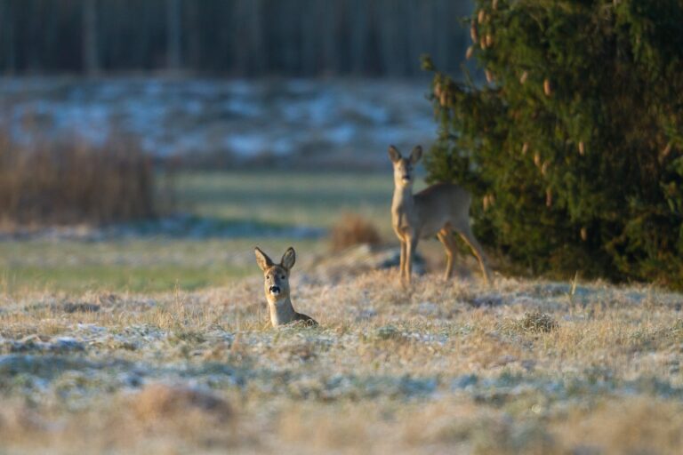 Ingmar Muusikuse kolumn: November, november