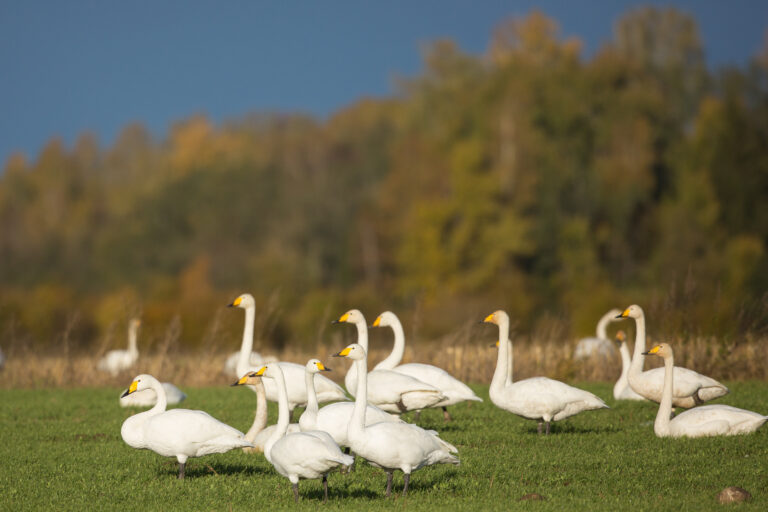Ingmar Muusikuse kolumn: oktoobri meenutused