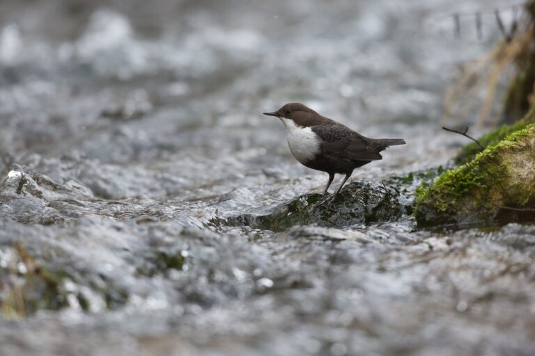 Ingmar Muusikuse kolumn: Hall ja udune veebruar