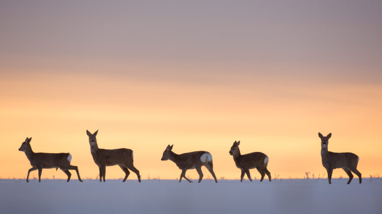 Ingmar Muusikuse kolumn: Jaanuari külm ilu