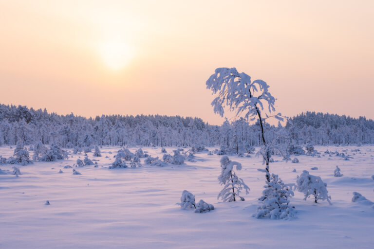 Agusalu metsikud talvemaastikud