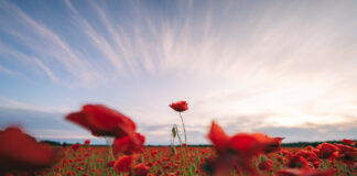 Juunikuu fotohetked võluvate moonide ja rukkilille põldude vahel