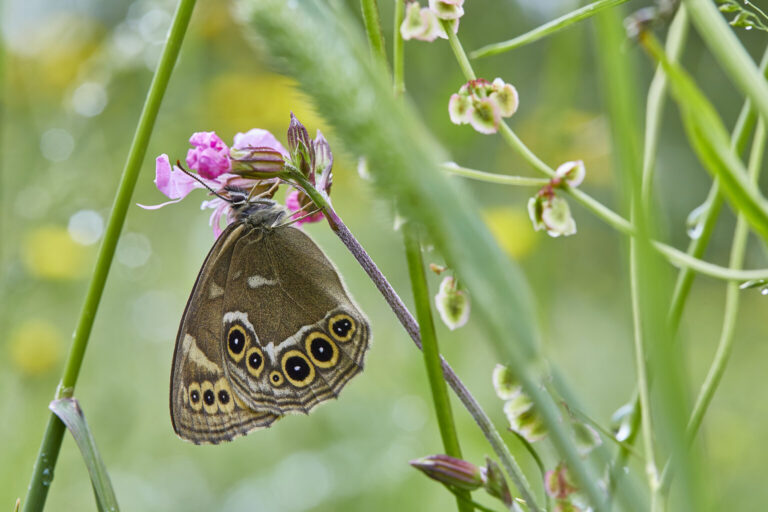 21. augustil Tallinna Loomaaias – Urmas Tartese loeng „Loodusfoto võlu ja valu”