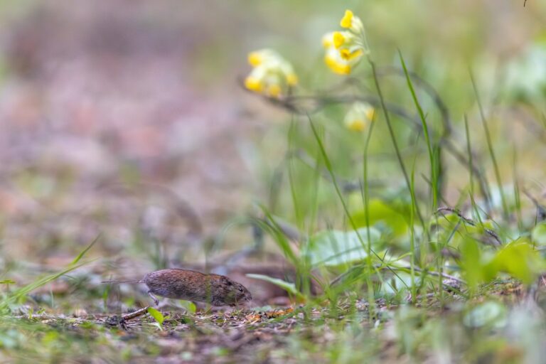 Selgunud on “Vereta Jaht 2025” parimad fotod