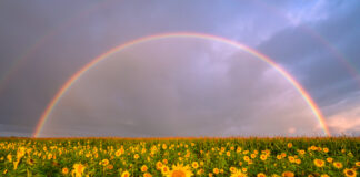 Päevalilled Vikerkaare All – Minu aasta hetk ja aasta foto ning kuidas see kõik sündis?